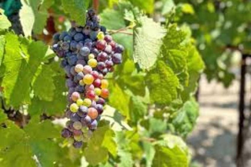 Un racimo de uvas colgando de una vid con hojas verdes. 4