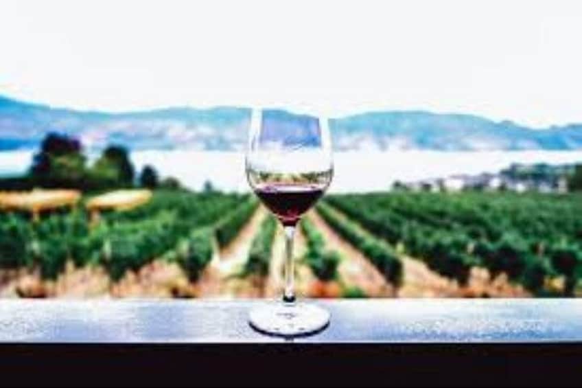 Una copa de vino sobre una mesa, con un viñedo al fondo. 2