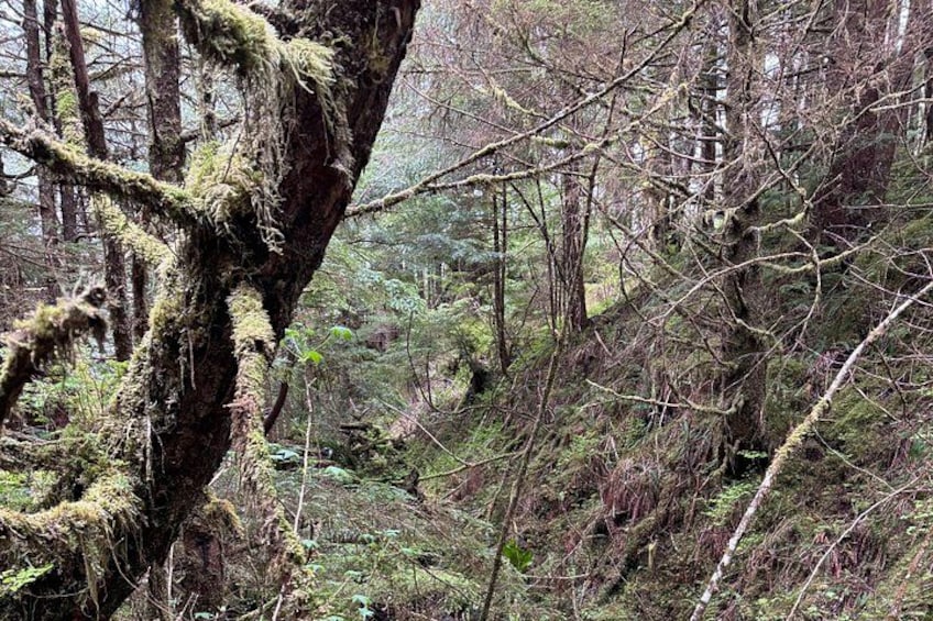 A dense forest with moss-covered trees and undergrowth. 2