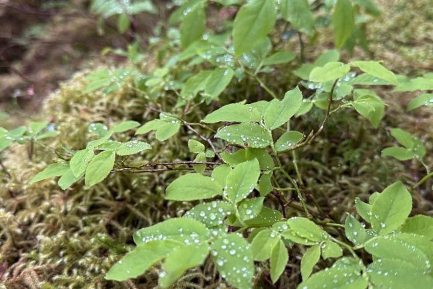 A plant with green leaves and water droplets, growing on moss. 3