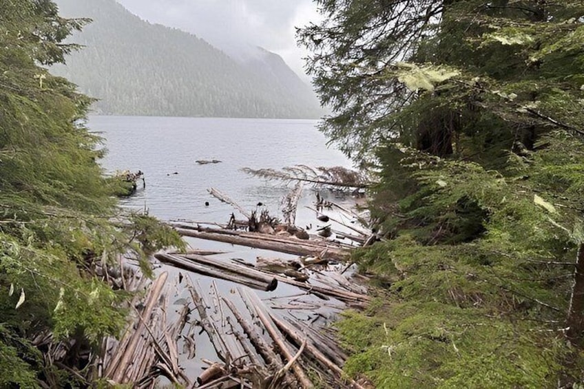 A forested shoreline with driftwood and a calm lake. 5