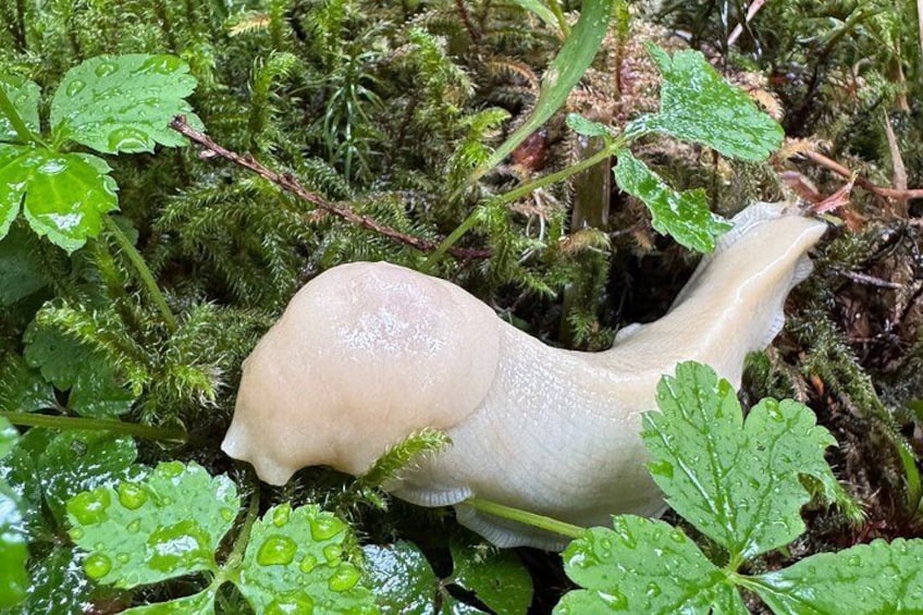 A snail on a mossy surface with green leaves. 4