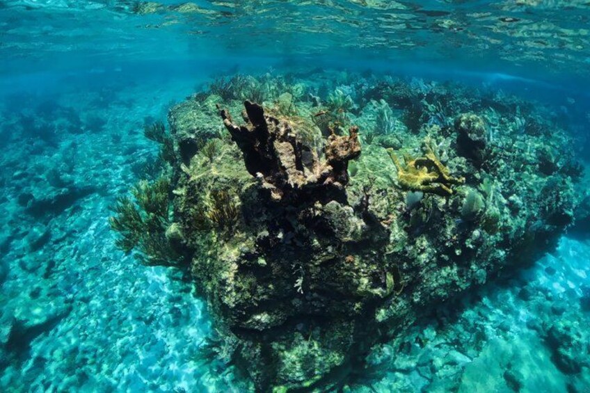 Una vista subacquea chiara di una barriera corallina con formazioni rocciose e vita marina. 2