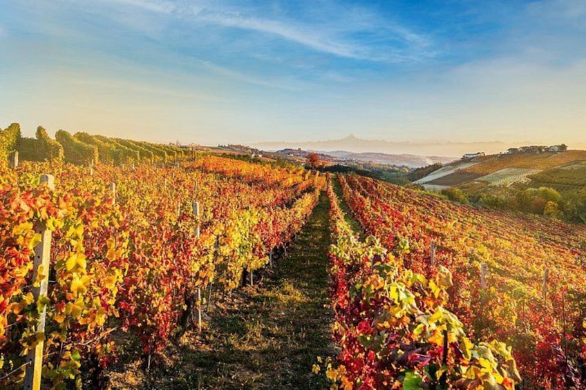 Monforte d'Alba Langhe with unforgettable wine tasting 1