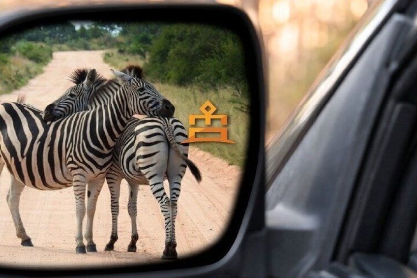 A zebra crossing a dirt road with a vehicle's side mirror reflecting the scene. 1