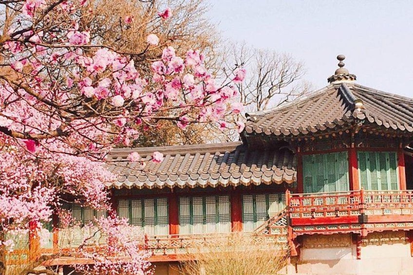 Un edificio tradizionale coreano con tetto in tegole, circondato da alberi di ciliegio in fiore. 3