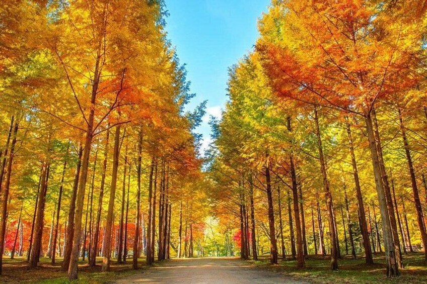 Una foresta con alberi alti e foglie autunnali. 2