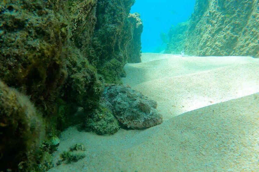 Une scène sous-marine avec un fond sablonneux, des formations rocheuses et de la vie marine. 4