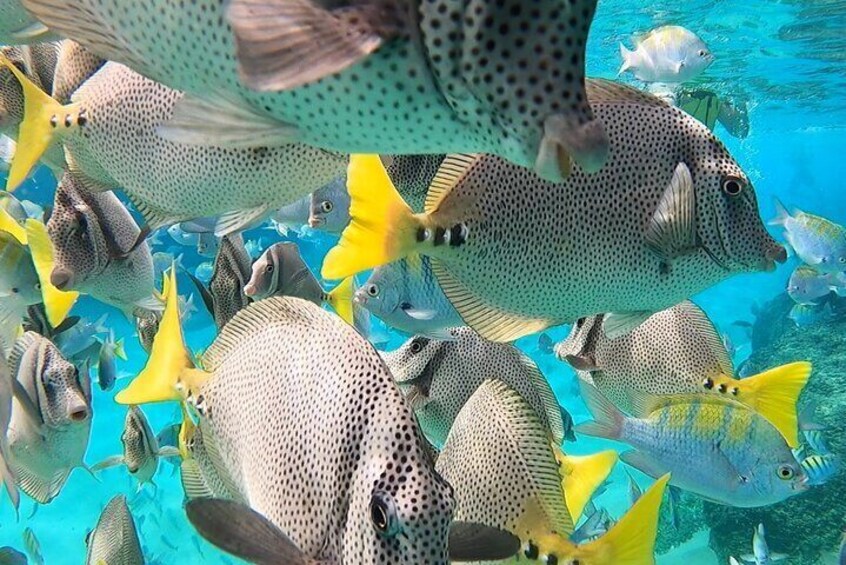 Un banc de poissons nage dans une eau bleue et limpide. 5