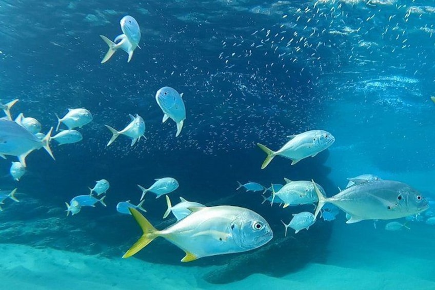 A school of fish swimming in clear blue water. 2