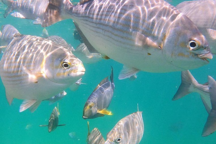 A school of fish swimming in clear turquoise water. 4