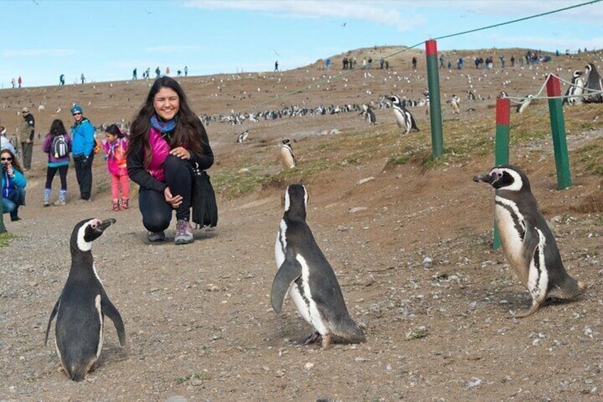 Penguins on a rocky terrain with people in the background. 1
