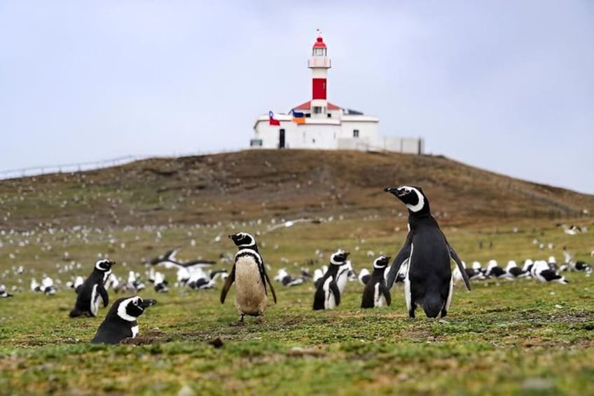 Punta Arenas: Santa Marta and Magdalena Island Penguin Boat Tour 3
