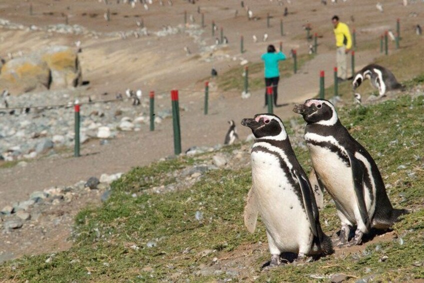 Punta Arenas: Santa Marta and Magdalena Island Penguin Boat Tour 2