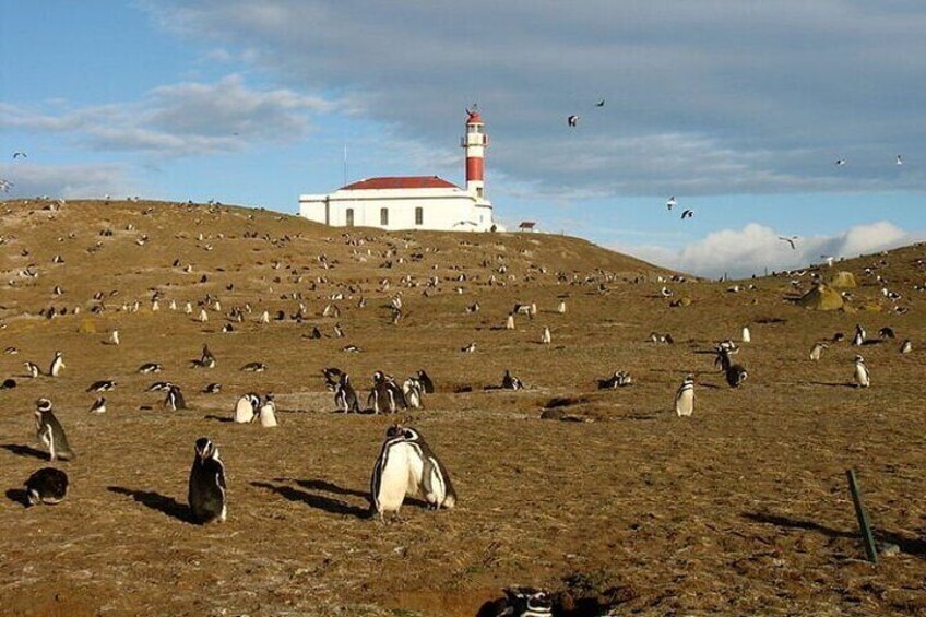 A coastal landscape with a lighthouse and penguins on a grassy hill. 4