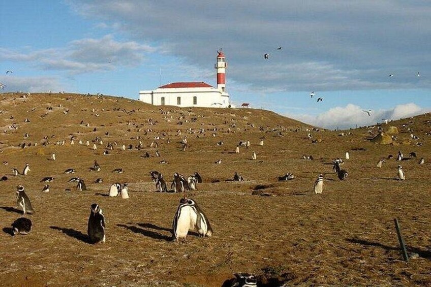 A lighthouse on a hill with penguins on the ground. 3