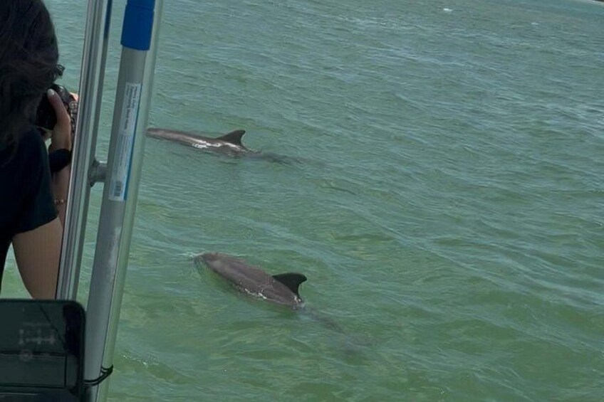 Dolphin Wildlife Cruise Fort Myers Beach 3