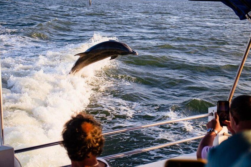 Dolphin Wildlife Cruise Fort Myers Beach 3