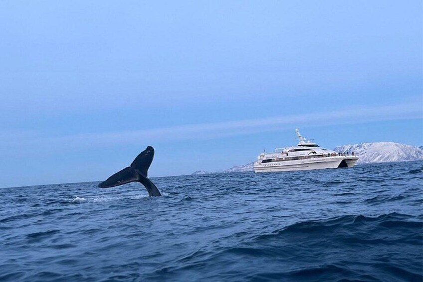 En hval springer op af havet med en sejlbåd i baggrunden. 3