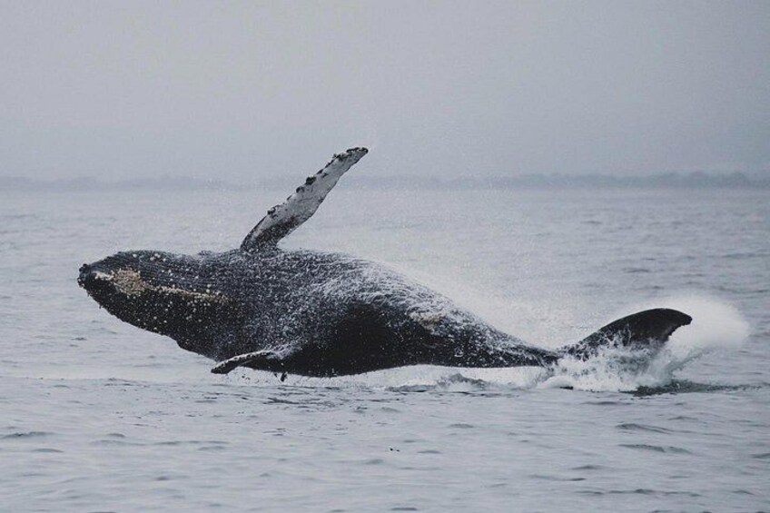 A whale breaching the water's surface. 4