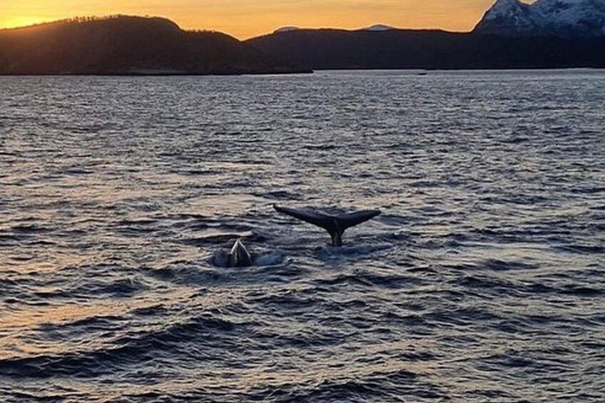 A whale tail breaching the water at sunset with mountains in the background. 2