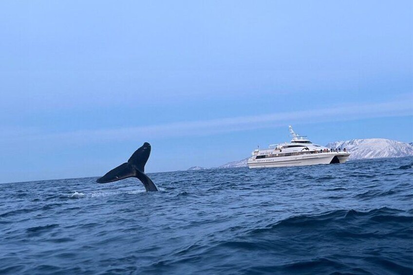 A whale breaching the ocean surface with a yacht in the background. 5