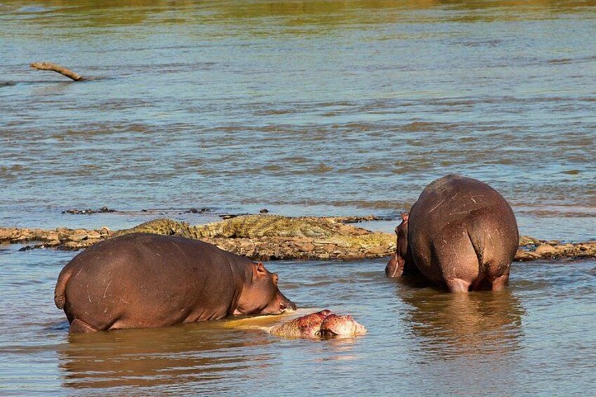Zwei Flusspferde liegen teilweise im Wasser, eines davon auf einem Baumstamm. 2