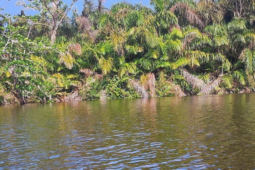 Un río con densa vegetación tropical en sus orillas. 4