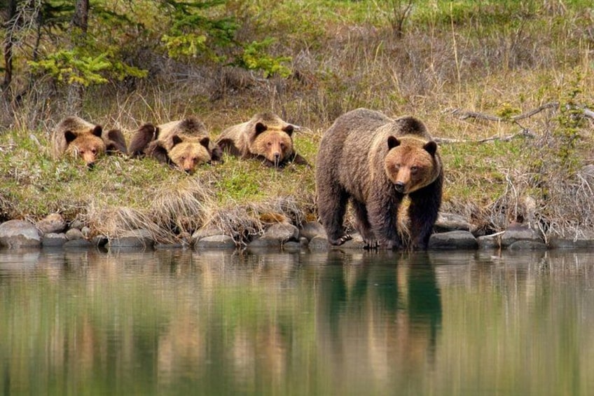 Jasper National Park Tour Maligne Valley, Medicine Lake with Walk 5