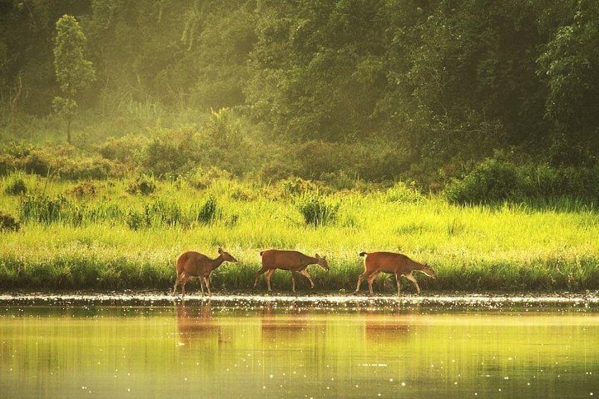 Three deer grazing near a body of water with a forested background. 4