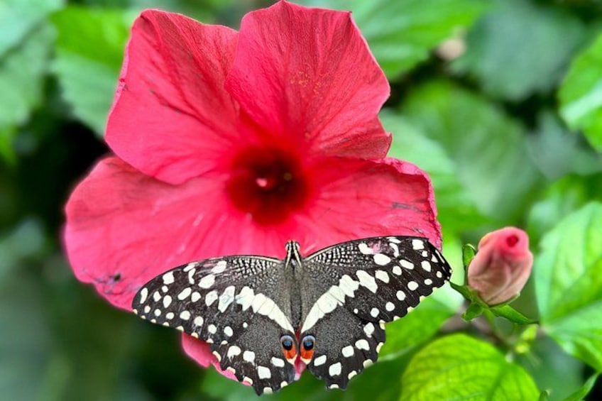A butterfly on a red flower. 5