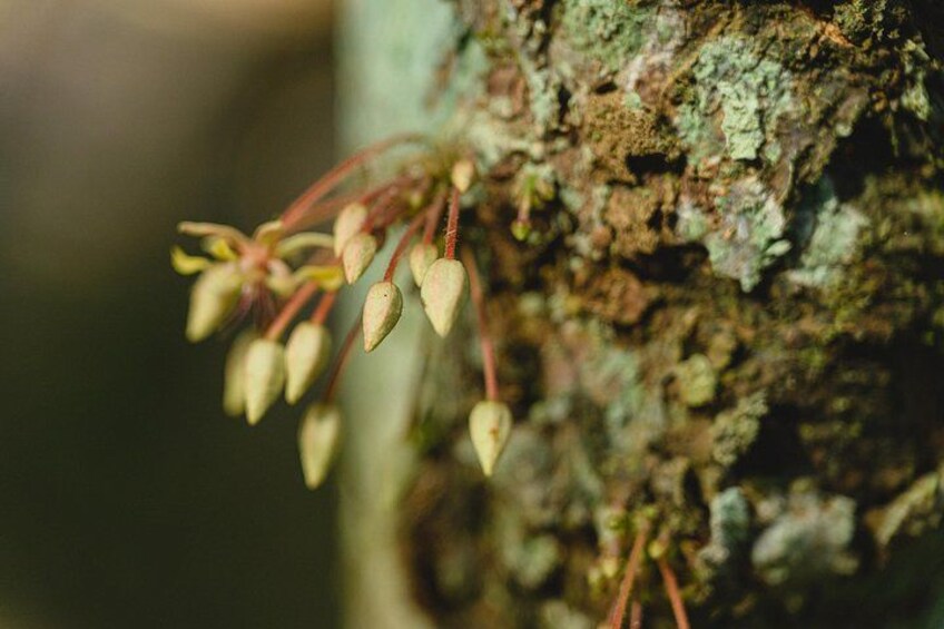 Project Chocolat Tree to Bar Tour at Hotel Chocolat Saint Lucia 2