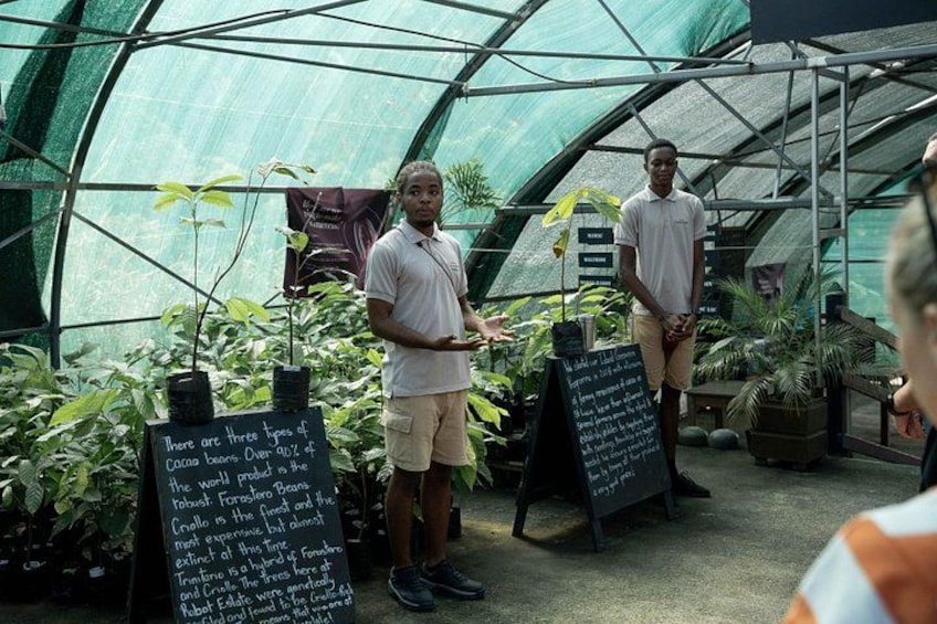 Project Chocolat Tree to Bar Tour at Hotel Chocolat Saint Lucia 2
