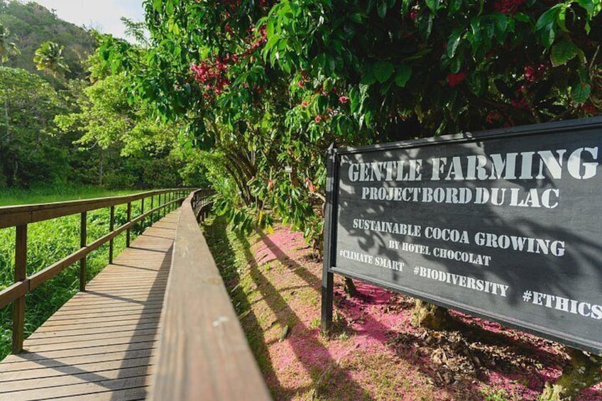 Project Chocolat Tree to Bar Tour at Hotel Chocolat Saint Lucia 2