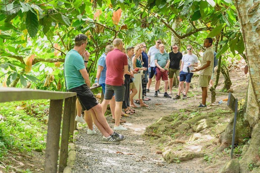 Project Chocolat Tree to Bar Tour at Hotel Chocolat Saint Lucia 3