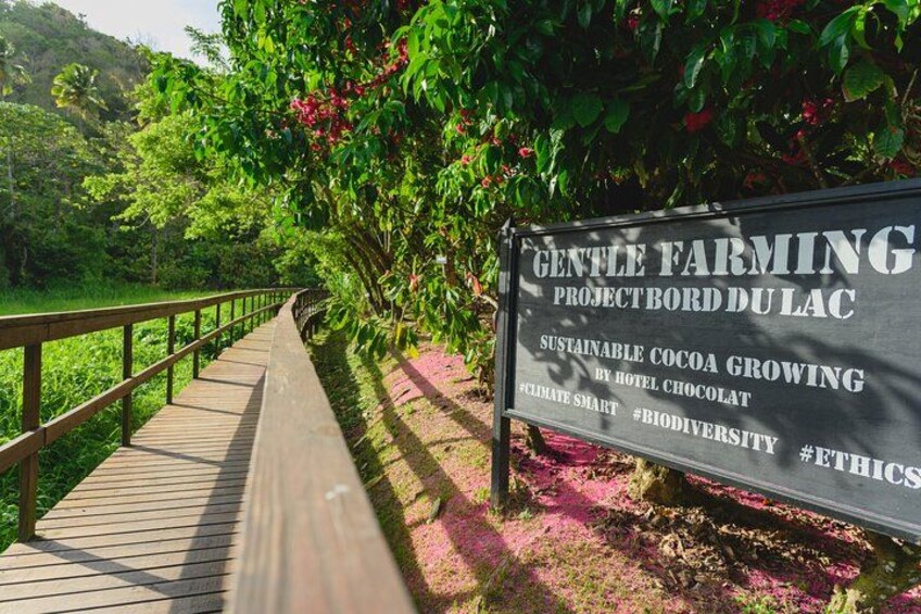 Project Chocolat Tree to Bar Tour at Hotel Chocolat Saint Lucia 2