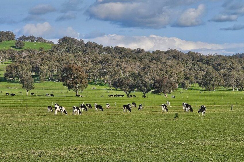 Dairy Cows 5