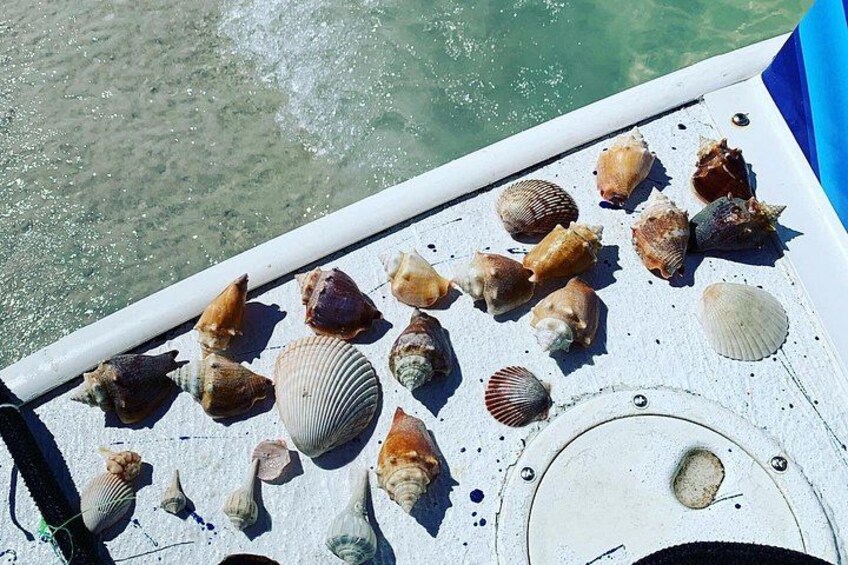 Dolphin and Shelling Cruise Tour at Fort Myers Beach 3