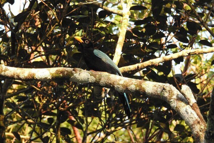 Yucatan jay 4