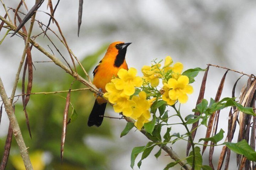Orange oriole 2