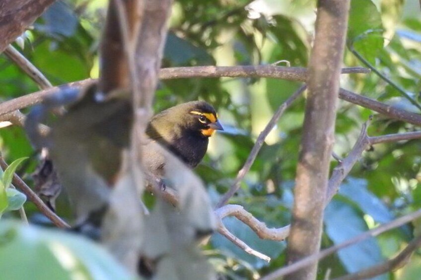Yellow faced grassquit 3
