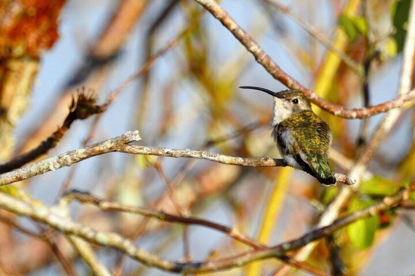 Mexican sheartail 5