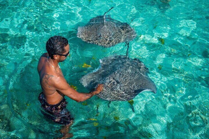 half day adventure/excursion/lagoon tour/shark visit/manta rays/coral garden/motu visit/fruit tasting/motu visit/coco show/exploration/center activities/manu tour/island tour/private stop motu fanfan 1