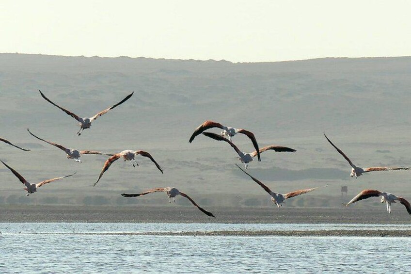Zeevogels vliegen boven een wateroppervlak, met een heuvelachtig landschap op de achtergrond. 5