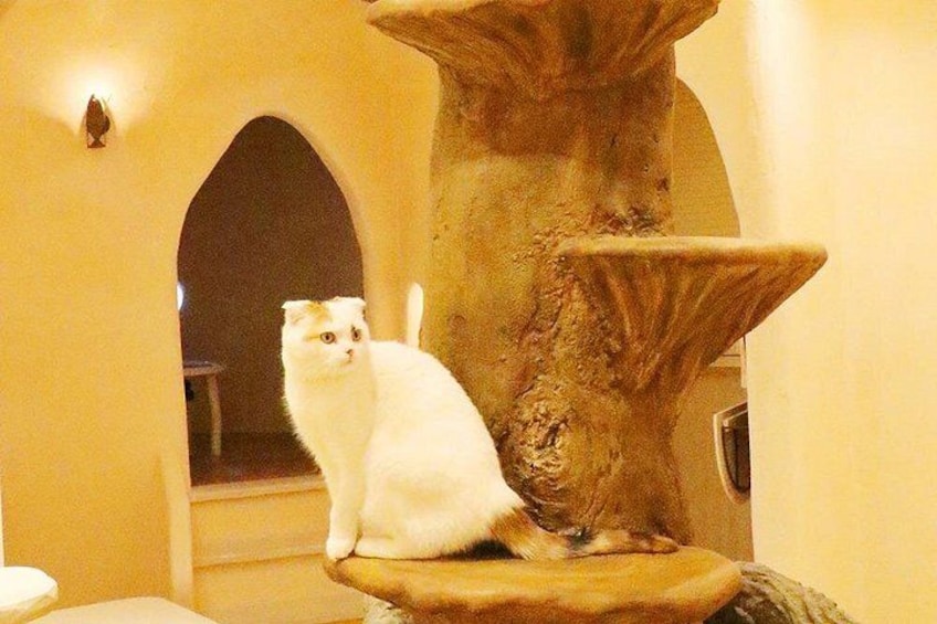 A white cat on a wooden structure with a stone base, in a room with a stone wall and a small arched doorway. 3