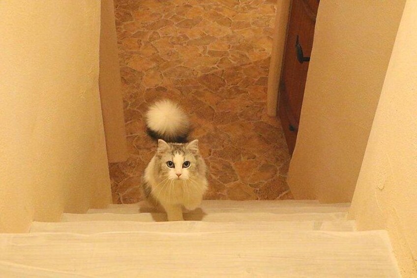 A fluffy cat sitting at the bottom of a staircase with stone walls. 2
