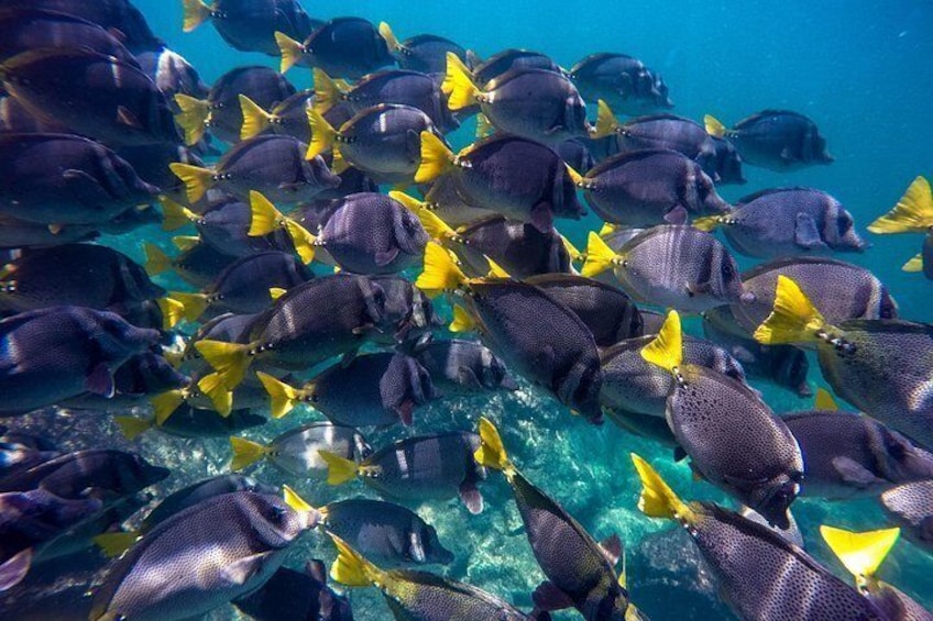 Tropical fish inside our National Marine Park boundaries 4