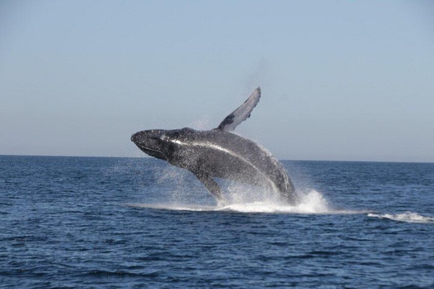 A whale breaching the ocean surface. 2