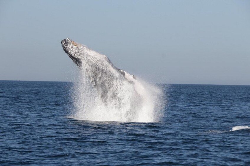 A whale breaching the ocean surface. 4
