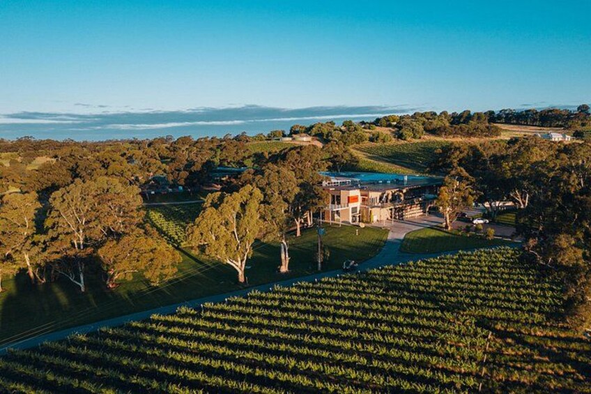 EcoVine Explorer Vineyard E-Cart Tours 3